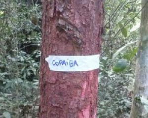 COMAFEN REALIZA IDENTIFICAÇÃO DE ESPÉCIES ARBÓREAS NATIVAS DAS RPPNS DE QUERÊNCIA DO NORTE